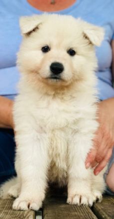 Auf der Suche nach einem tollen Zuhause, ein Rüden und