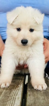 Auf der Suche nach einem tollen Zuhause, ein Rüden und