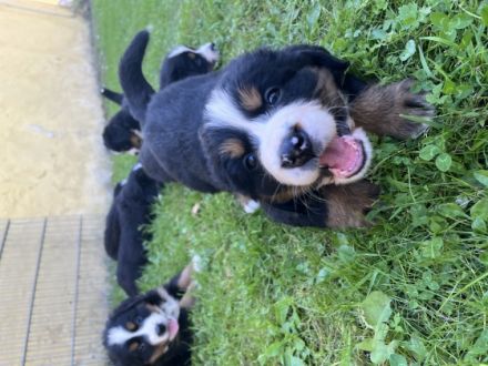 Unsere wunderschöne Hündin Esta hat 9 gesunde Welpen