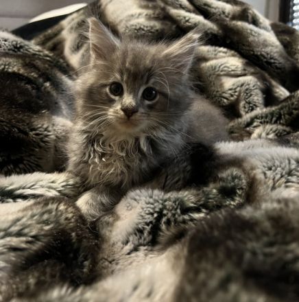 Unsere Zuckersüßen Maine Coon Kitten suchen ab dem 30