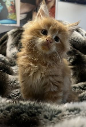 Unsere Zuckersüßen Maine Coon Kitten suchen ab dem 30