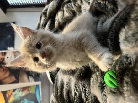 Unsere Zuckersüßen Maine Coon Kitten suchen ab dem 30