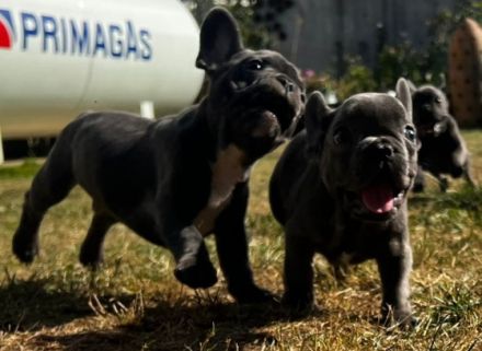 Am 09.05.22 hat unsere Französische Bulldogge Shiva