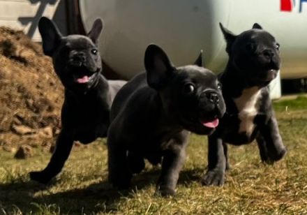 Am 09.05.22 hat unsere Französische Bulldogge Shiva