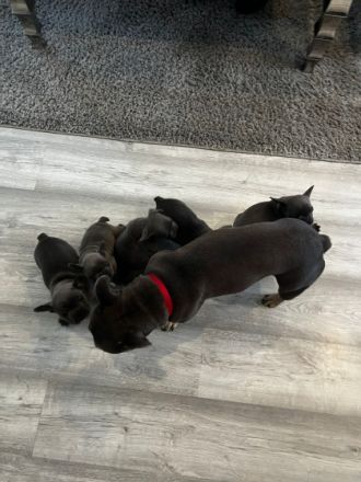 Am 09.05.22 hat unsere Französische Bulldogge Shiva