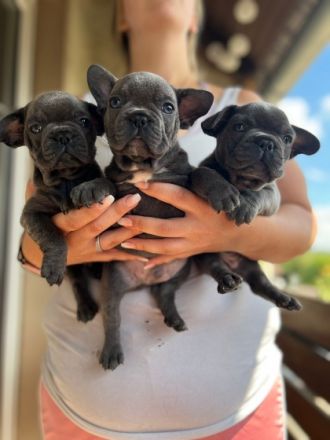 Am 09.05.22 hat unsere Französische Bulldogge Shiva