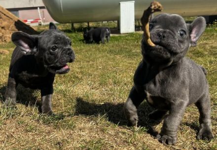 Am 09.05.22 hat unsere Französische Bulldogge Shiva