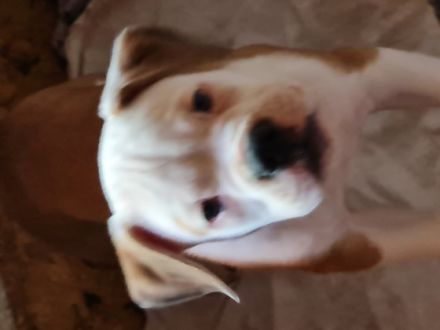 Unsere mila hat am 03.05. 5 Babys bekommen. 1 rüde