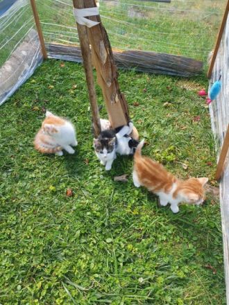 Die beiden Jungs sind rot weiß gestreift. Die Mädchen