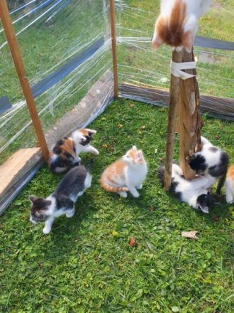 Die beiden Jungs sind rot weiß gestreift. Die Mädchen