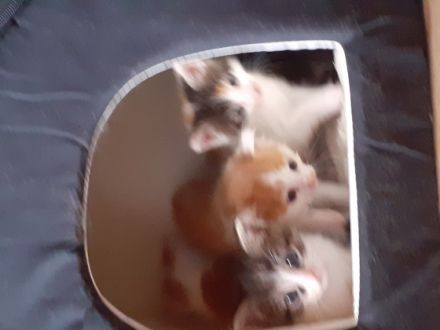 Die beiden Jungs sind rot weiß gestreift. Die Mädchen