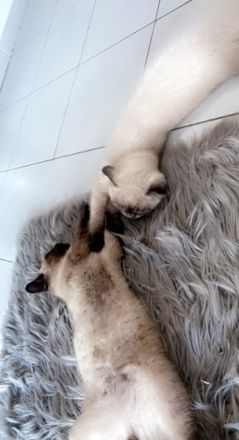 Hallo ☺️ Meine Schwester und ich geben unsere