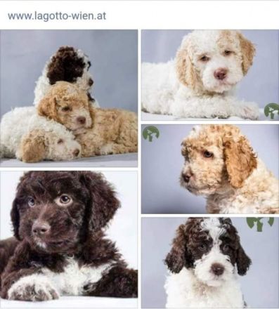 Wir haben Welpen! Unserere Hunde wachsen mit Kindern