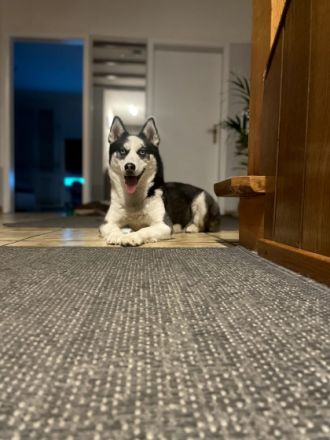 Unser Nachwuchs sucht noch ein neues Zuhause, geboren