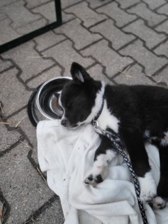 Unser Nachwuchs sucht noch ein neues Zuhause, geboren