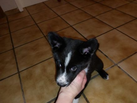 Unser Nachwuchs sucht noch ein neues Zuhause, geboren