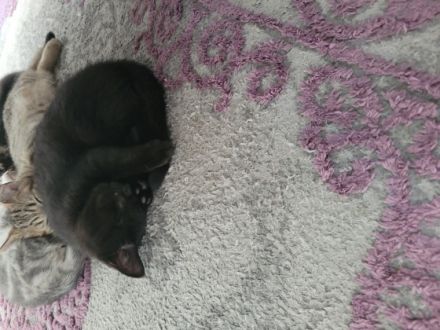 Unsere reinrassige katze hat ab dem 29.03.2022kleine