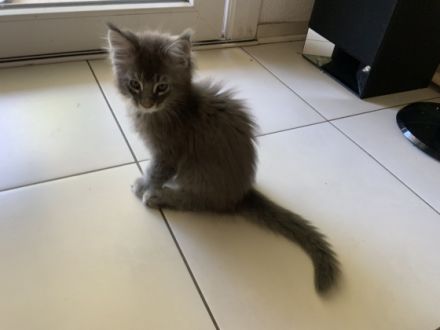 Reinrassiges Main Coon Junge aus Linien von EU und Welt