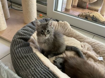 Reinrassiges Main Coon Junge aus Linien von EU und Welt