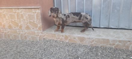 Verspielter dackel harlequin braun mädchen suchen ein