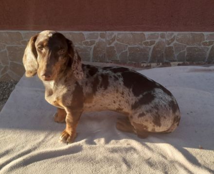 Verspielter dackel harlequin braun mädchen suchen ein