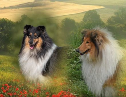 Ich erwarte Anfang August einen wunderschönen Wurf