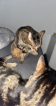 Oskar und jem, Beide Tiere sind kastriert und wurden