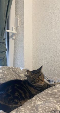 Oskar und jem, Beide Tiere sind kastriert und wurden