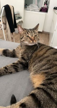 Oskar und jem, Beide Tiere sind kastriert und wurden