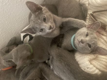 Hallo, unsere 2 reinrassigen russisch Blauen Katzen