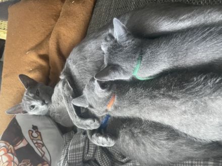 Hallo, unsere 2 reinrassigen russisch Blauen Katzen