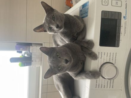 Hallo, unsere 2 reinrassigen russisch Blauen Katzen