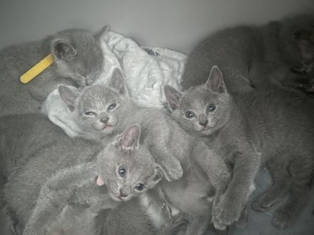 Hallo, unsere 2 reinrassigen russisch Blauen Katzen