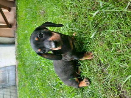 Hallo Leute. Wir suchen für unsere kleinen Bebyhunde