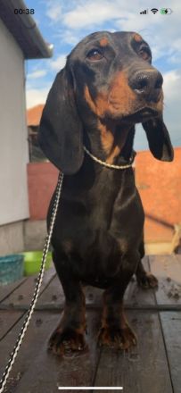 Hallo Leute. Wir suchen für unsere kleinen Bebyhunde