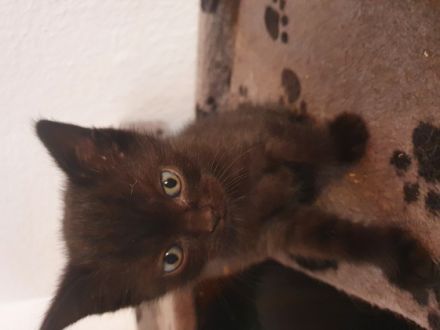 Wunderschöne,typvolle bkh katzenbabys suchen ein neues