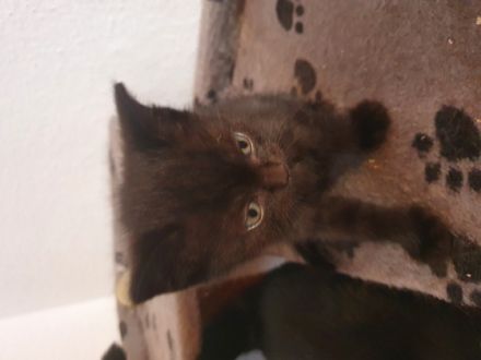 Wunderschöne,typvolle bkh katzenbabys suchen ein neues