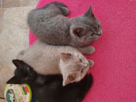 Wunderschöne,typvolle bkh katzenbabys suchen ein neues
