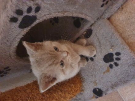 Wunderschöne,typvolle bkh katzenbabys suchen ein neues