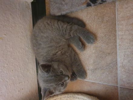 Wunderschöne,typvolle bkh katzenbabys suchen ein neues