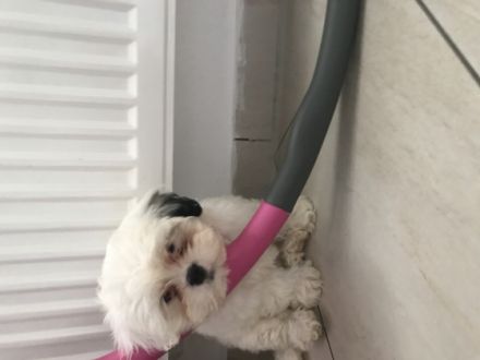 Süße Shih Tzu Welpen suchen liebe Menschen. Leider