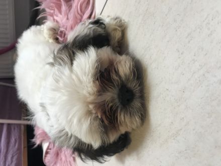 Süße Shih Tzu Welpen suchen liebe Menschen. Leider