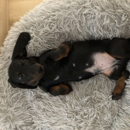 Dackelwelpen suchen ihre neue liebende Familien. 13