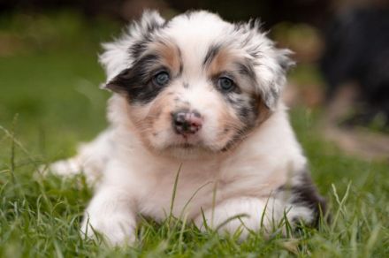 Unsere Cathy hat am 22.05.22 8 wundervolle Welpen zur