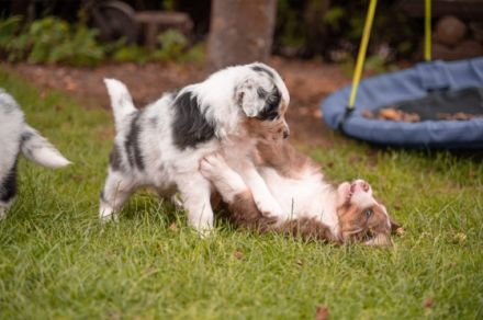 Unsere Cathy hat am 22.05.22 8 wundervolle Welpen zur