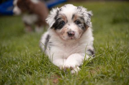 Unsere Cathy hat am 22.05.22 8 wundervolle Welpen zur