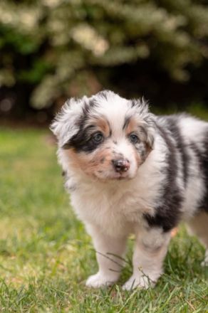 Unsere Cathy hat am 22.05.22 8 wundervolle Welpen zur