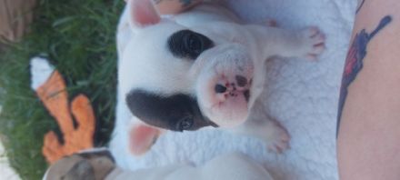 Unsere Hündin Abigail Western Bullys Nipkendey (Abby)