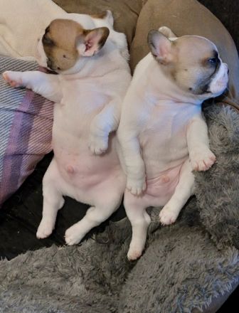 Unsere Hündin Abigail Western Bullys Nipkendey (Abby)