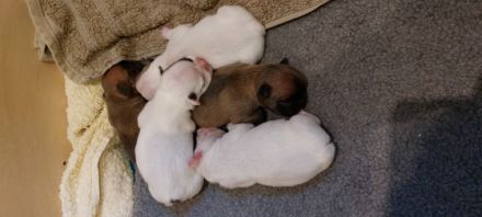 Unsere Hündin Abigail Western Bullys Nipkendey (Abby)